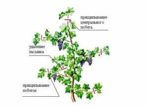 Горошеніе винограду причини чому горошітся виноград