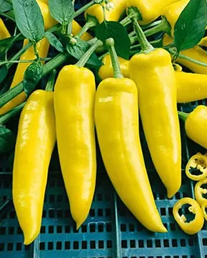 Гіркий перець кращі сорти для вирощування в кімнатних умовах (умовах) Гіркий перець кращі сорти для вирощування в кімнатних умовах