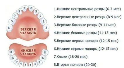 Графік прорізування зубів у дітей скільки зубів має бути у дитини (прорізування) Графік прорізування зубів у дітей скільки зубів має бути у дитини