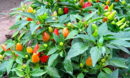 Гіркий перець кращі сорти для вирощування в кімнатних умовах (умовах) Гіркий перець кращі сорти для вирощування в кімнатних умовах
