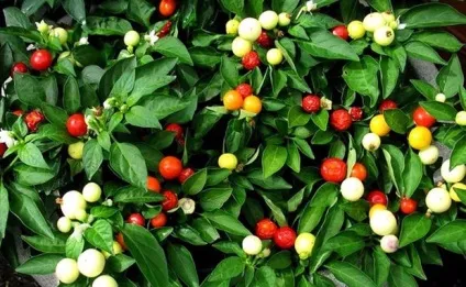 Гіркий перець кращі сорти для вирощування в кімнатних умовах (кімнатний перець сорту) Гіркий перець кращі сорти для вирощування в кімнатних умовах