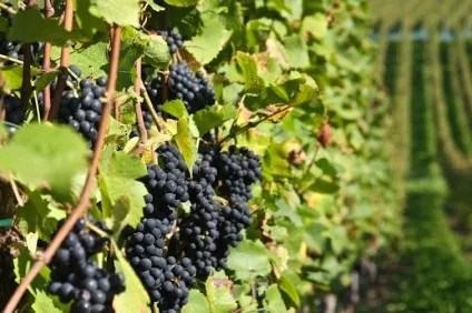 Горошеніе винограду причини і способи усунення проблеми (горошеніе) Горошеніе винограду причини і способи усунення проблеми