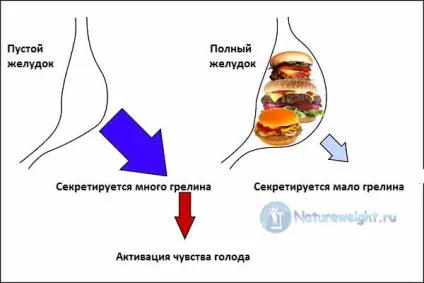 Грелін відповідальний за те, чому хочеться їсти постійно