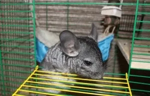 Іграшки для шиншил, happy chinchilla