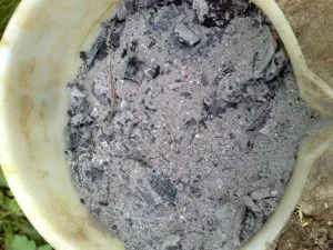 Індики бройлери в домашніх умовах утримання і годування (годування) Індики бройлери в домашніх умовах утримання і годування