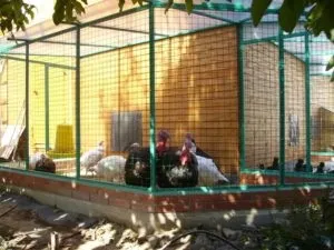 Індики бройлери в домашніх умовах утримання і годування (годування) Індики бройлери в домашніх умовах утримання і годування