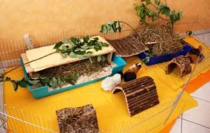 Іграшки для свинок, морська свинка будинку (іграшки) Іграшки для свинок, морська свинка будинку