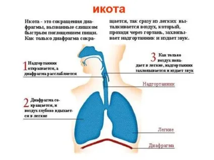 Гикавка при вагітності на ранніх термінах причини появи і методи позбавлення (гикавка) Гикавка при вагітності на ранніх термінах причини появи і методи позбавлення