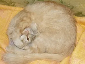 Цікаве про кішок