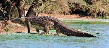 Цікаві факти про крокодилів - море фактів (море) Цікаві факти про крокодилів - море фактів