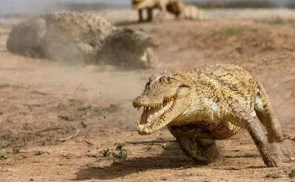 Цікаві факти про крокодилів - море фактів (крокодили) Цікаві факти про крокодилів - море фактів