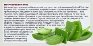 Алое від нежиті рецепти і способи лікування для дітей та дорослих