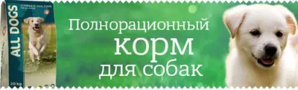 All dogs, Україна