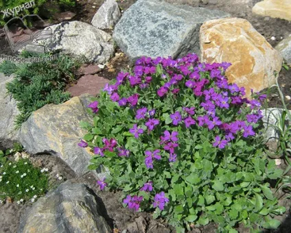 Альпійська гірка своїми руками, альпінарій або рокарій (руками) Альпійська гірка своїми руками, альпінарій або рокарій