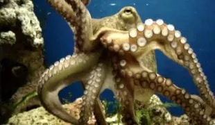 Як чистити восьминога