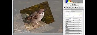 Змінити колір волосся в photoshop (волосся) Змінити колір волосся в photoshop