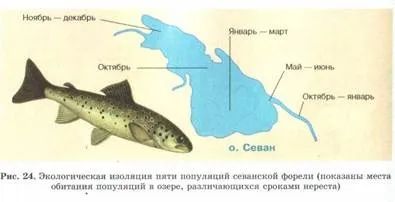 Ізоляція - еволюційний фактор (фактор) Ізоляція - еволюційний фактор