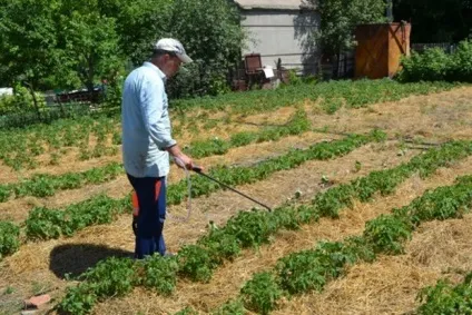 Як боротися з паршею на картоплі (парша картоплі фото опис і лікування) Як боротися з паршею на картоплі