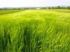 Які бувають вітри