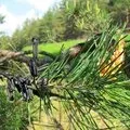 Як позбутися від повитиці в городі, expertoza