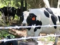 Як шукати судову практику (практику) Як шукати судову практику