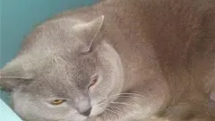 Якими ліками можна лікувати простатит - як лікувати простатит самостійно - лікарські (простата; простатит; антибіотики від простатиту; протизапальні препарати від простатиту; спазмолітики; засоби) Якими ліками можна лікувати простатит - як лікувати простатит самостійно - лікарські