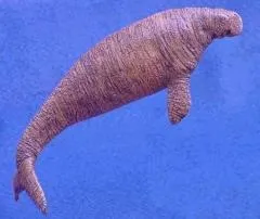 Як зникла морська корова (зникла) Як зникла морська корова