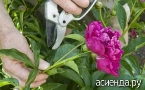 Як і коли пересаджувати півонії після цвітіння (як пересаджувати півонії) Як і коли пересаджувати півонії після цвітіння