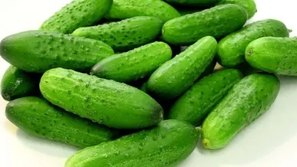 Які сорти огірків для теплиці