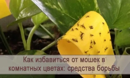 Як позбутися від мошок в кімнатних квітах засоби боротьби (кімнатних) Як позбутися від мошок в кімнатних квітах засоби боротьби