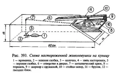 Як позбутися від тхора, лисиці, куниці і ласки в курнику поради та відео