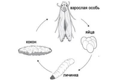 Як позбутися від харчової молі на кухні, видалення заражених продуктів, фото і відео (продуктів) Як позбутися від харчової молі на кухні, видалення заражених продуктів, фото і відео