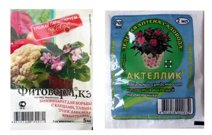 Як позбутися від мошок в кімнатних квітах засоби боротьби (кольорах) Як позбутися від мошок в кімнатних квітах засоби боротьби