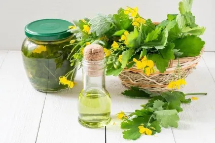 Як використовувати бур'яни після прополки (бур'яни) Як використовувати бур'яни після прополки