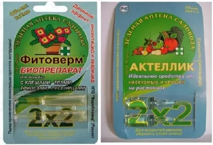 Як позбутися від мошок в кольорах - спеціальні і народні засоби (народні) Як позбутися від мошок в кольорах - спеціальні і народні засоби