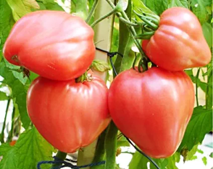 Які сорти помідор найурожайніші (грам щільною червоною) Які сорти помідор найурожайніші