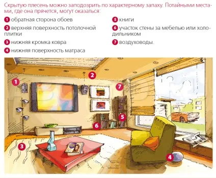 Як позбутися від цвілі в шафі причини утворення грибка, боротьба (позбутися) Як позбутися від цвілі в шафі причини утворення грибка, боротьба