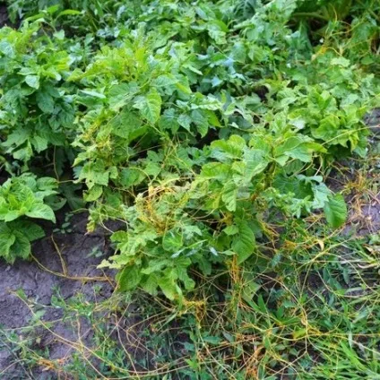 Як позбутися від повитиці в городі, expertoza