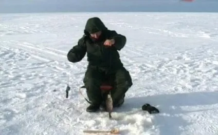 Як ловити окуня на живця (ловити) Як ловити окуня на живця