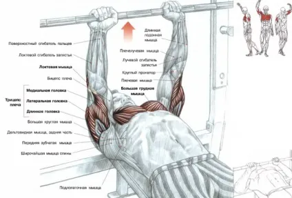 Як накачати трицепс найефективніші вправи для рельєфу, trainingbody (рельєфу) Як накачати трицепс найефективніші вправи для рельєфу, trainingbody