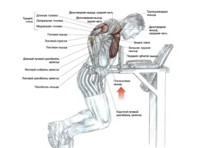 Як накачати трицепс найефективніші вправи для рельєфу, trainingbody (накачати) Як накачати трицепс найефективніші вправи для рельєфу, trainingbody