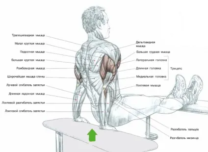 Як накачати трицепс найефективніші вправи для рельєфу, trainingbody (рельєфу) Як накачати трицепс найефективніші вправи для рельєфу, trainingbody