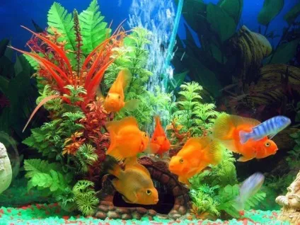 Як клеїти плівку на акваріум - як наклеїти акваріумну плівку - обладнання та аксесуари