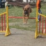 Як навчити собаку команді гуляй і коли почати дресирування цуценя (дресирування собак) Як навчити собаку команді гуляй і коли почати дресирування цуценя