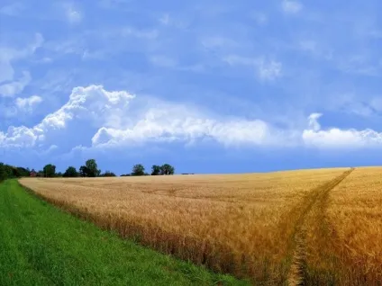 Як намалювати пшеницю