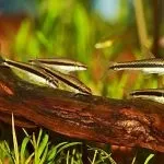 Як очистити камені і декорації в акваріумі від водоростей (водоростей) Як очистити камені і декорації в акваріумі від водоростей