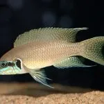 Як очистити камені і декорації в акваріумі від водоростей (водорості на каменях) Як очистити камені і декорації в акваріумі від водоростей