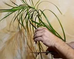 Як обрізати драцену в домашніх умовах для розгалуження або отримання бічних пагонів, а також щоб