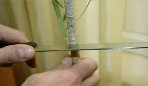 Як обрізати драцену в домашніх умовах для розгалуження або отримання бічних пагонів, а також щоб