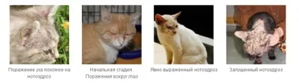 Які ліки від вушного кліща у кішок є найбільш ефективним (є) Які ліки від вушного кліща у кішок є найбільш ефективним
